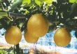 画像1: ☆【先行予約販売】大山町産・王秋梨（おうしゅうなし） ５kg 詰 （6〜8玉入）【ギフトに最適】【１１月初旬頃より発送】※玉数のご指定はお受け出来ません。どちらかの玉数でのお届けになります。 (1)
