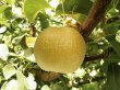 画像1: ☆＜先行予約販売＞鳥取県大山町産・新甘泉（しんかんせん） 3kg 詰 （8〜9玉入/4〜3Ｌサイズ）【ギフトに最適】【８月下旬より順次発送予定】※サイズ、玉数のご指定はお受け出来ません。どちらかのサイズ、玉数でのお届けになります。 (1)
